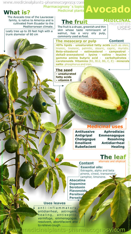avocado-plant-health-benefits